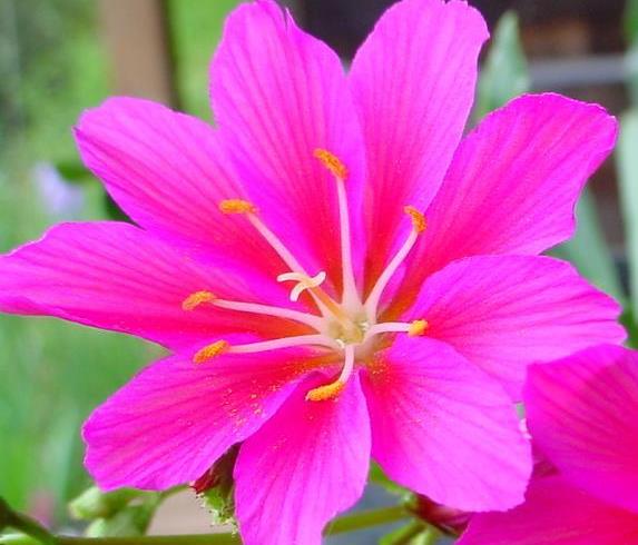 別墅花園設計 別墅花園設計