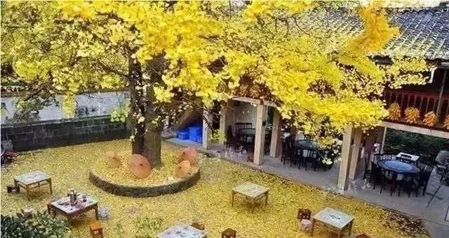 庭院景觀設(shè)計(jì)中常用的綠化景觀樹有哪些